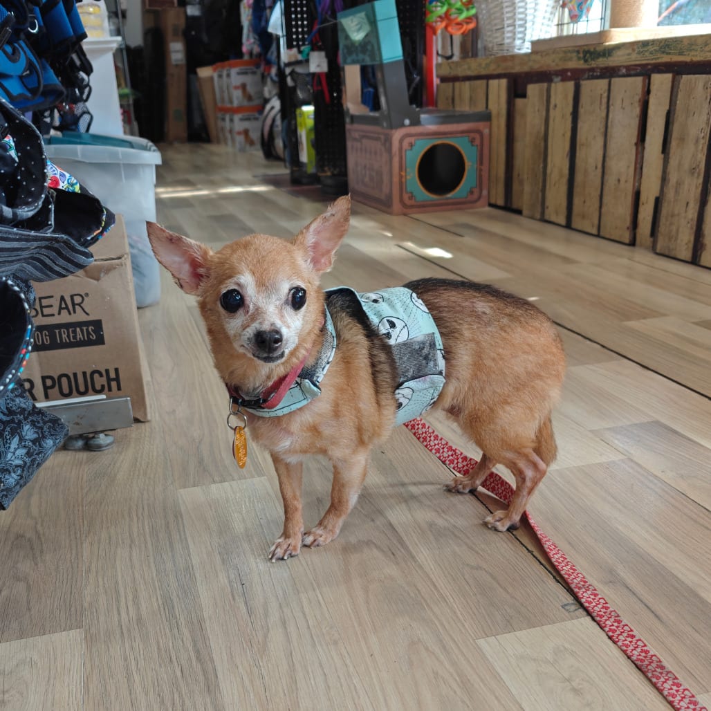 Photo of Coco, adoptable senior Chihuahua, Short Coat