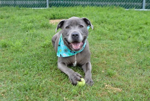 Photo of Creed (In Foster), adoptable senior Pit Bull Terrier in McKinney, Texas