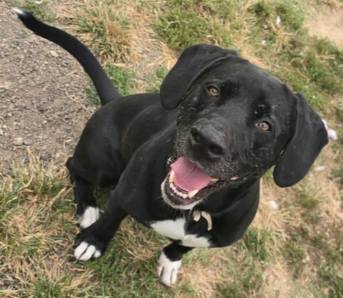 Photo of Cooper Shamus, adoptable senior Labrador Retriever in Evansville, Indiana
