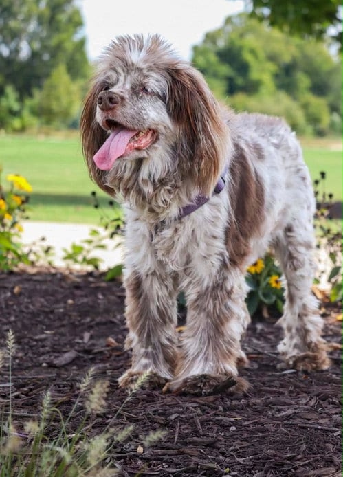 Photo of Rosemary, adoptable senior Cocker Spaniel in Greenville, South Carolina