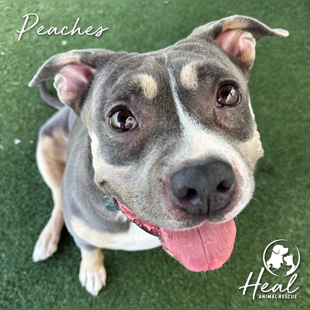 Photo of Peaches, adoptable senior Terrier, American Pit Bull in Youngwood, Pennsylvania