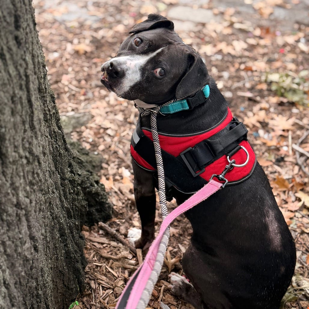 Photo of Storm, adoptable senior Bulldog, American / Mixed Breed (Medium) in Whitestone, New York