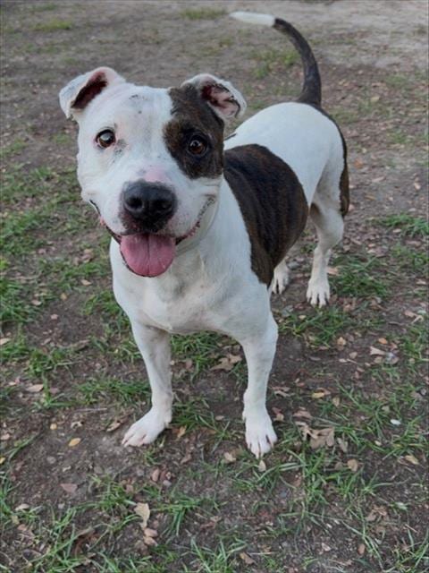 Photo of Rosie, adoptable senior American Pit Bull Terrier in Conroe, Texas
