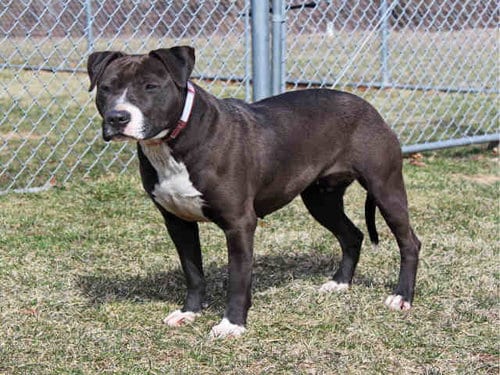 SCRAFA, adoptable senior Pit Bull Terrier in Rockford, IL