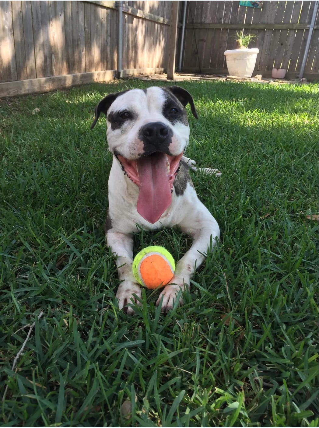 Photo of Petey, adoptable senior American Pit Bull Terrier in Kempner, Texas
