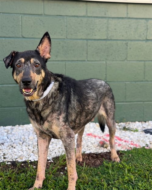 Photo of Jhonny, adoptable senior German Shepherd Dog in Naples, Florida