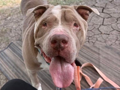 Photo of Odin, adoptable senior dog in Georgetown, Texas