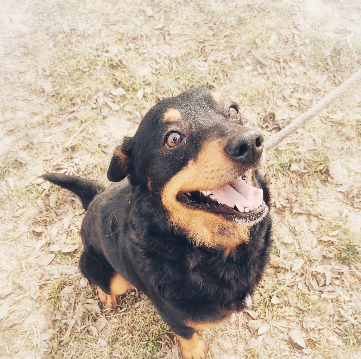 Photo of King, adoptable senior Border Collie in Kempner, Texas