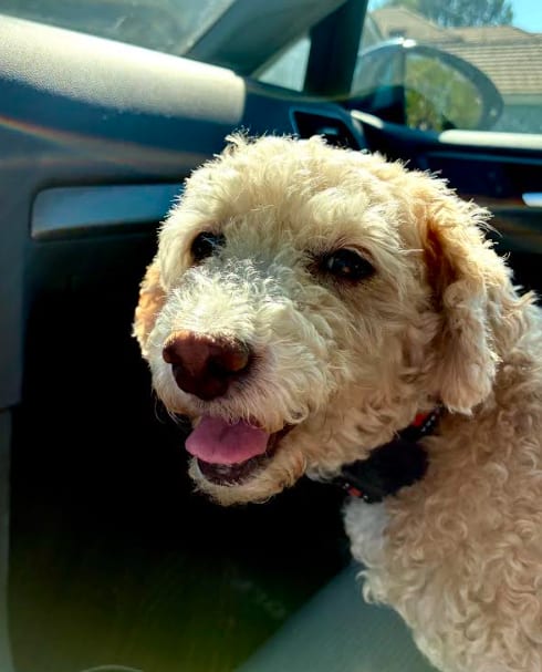 Photo of Bella, adoptable senior Poodle (Miniature) in San Diego, California