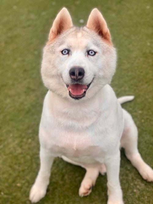 Jay, adoptable senior Husky in Newport Beach, CA
