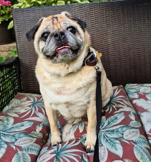 Photo of Neville, adoptable senior Pug in Millis, Massachusetts