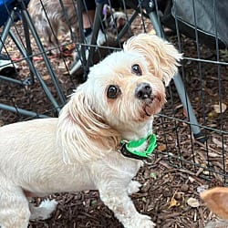Photo of Sandy, adoptable senior Maltese in Va Beach, Virginia