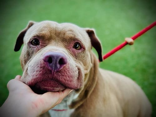 Photo of Dutch, adoptable senior Pit Bull Terrier in Orlando, Florida