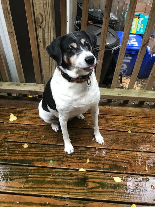 Photo of Bette aka Rabbit, adoptable senior Hound in Brewster, New York