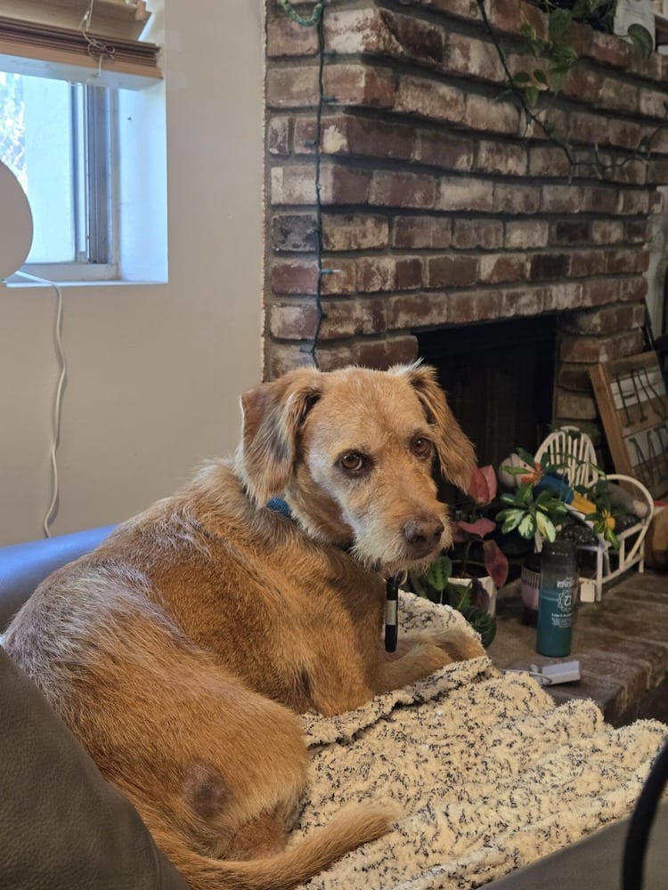Photo of Max, adoptable senior Terriers (Medium) in Eugene, Oregon