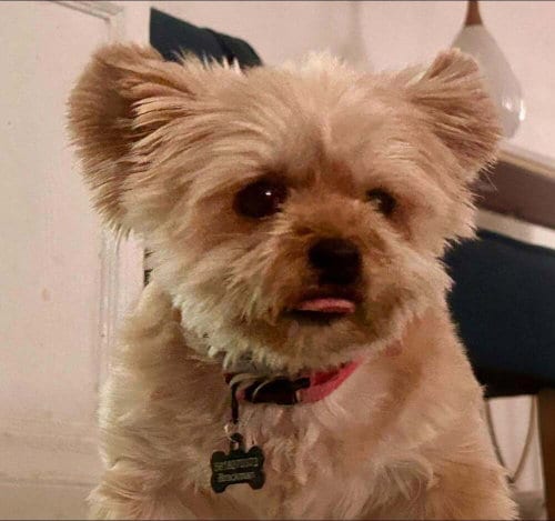 Photo of Baby Doll (GA), adoptable senior Yorkshire Terrier Yorkie in New York, New York