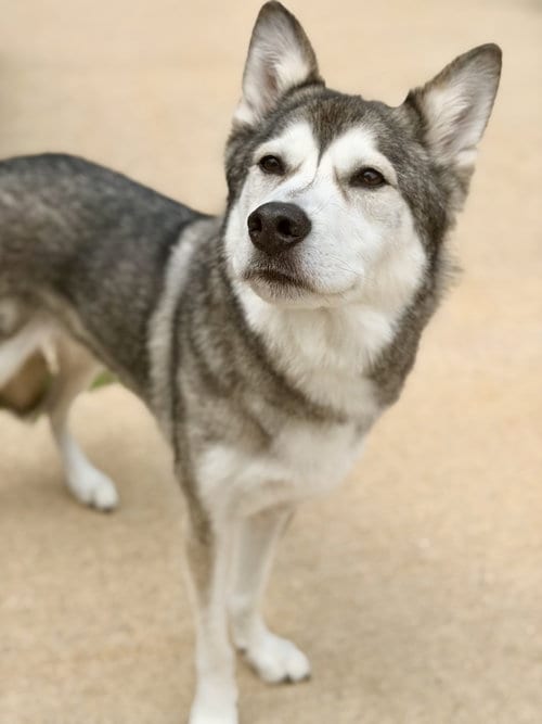Photo of Lokai, adoptable senior Alaskan Malamute in Jackson, New Jersey