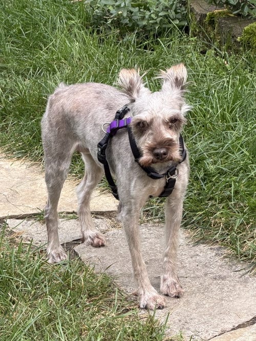 Photo of Tie Dye, adoptable senior Miniature Schnauzer in St. Louis Park, Minnesota