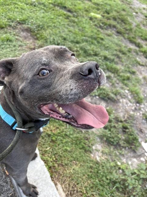 Photo of Mark, adoptable senior Pit Bull Terrier mix in Miami, Florida