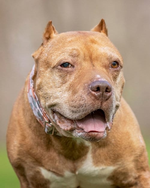 Photo of Mr. Wonderful, adoptable senior American Pit Bull Terrier in Westminster, Massachusetts