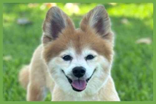 Photo of Eevee, adoptable senior Pomeranian in Amherst, Massachusetts