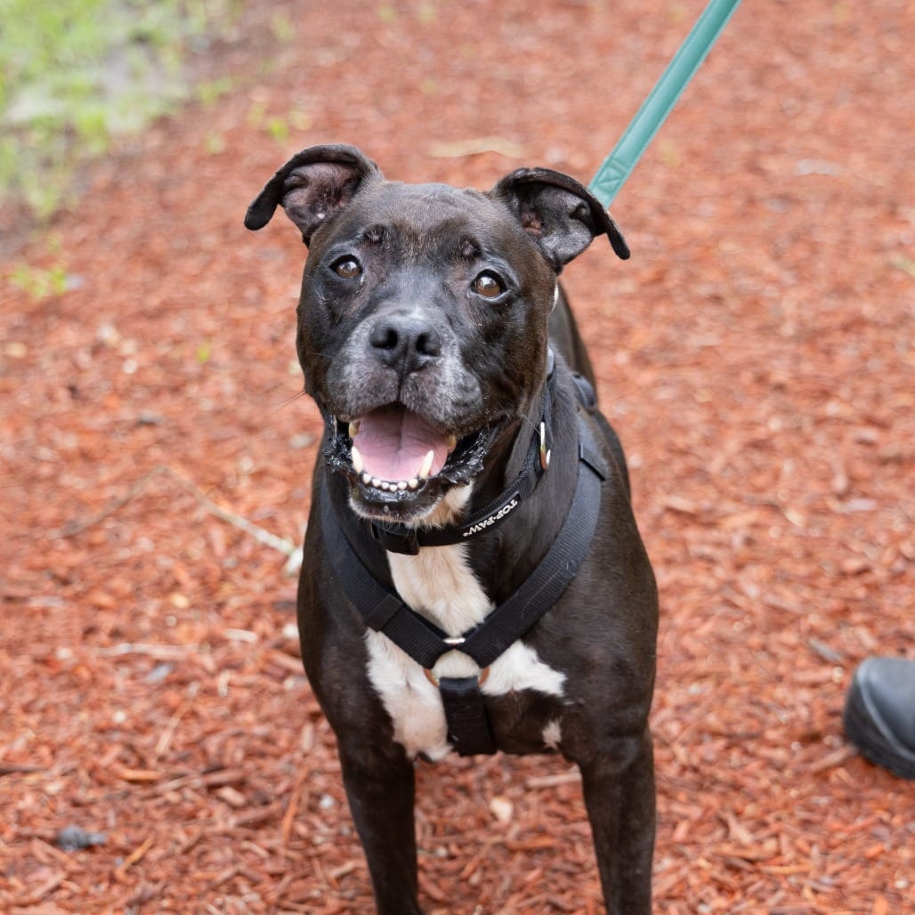 Photo of Frank, adoptable senior Boxer / Mixed Breed (Medium) in Gainesville, Florida
