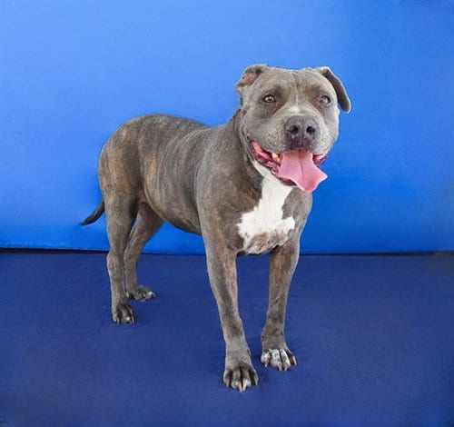 Photo of Nina, adoptable senior Pit Bull Terrier in Baldwin Park, California