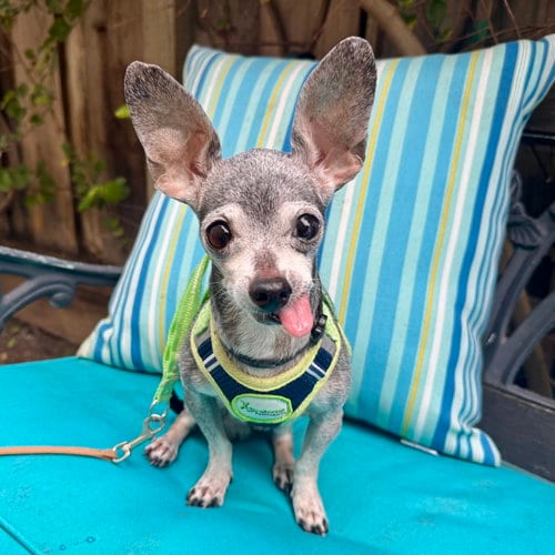 Photo of Baxter, adoptable senior Chihuahua in Santa Clara, California