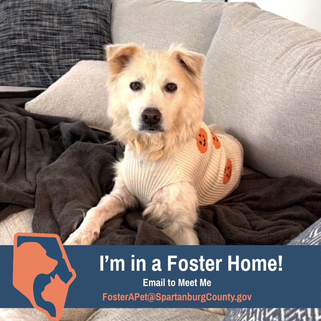 Photo of Buster, adoptable senior Retriever in Spartanburg, South Carolina