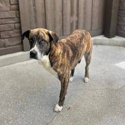 Photo of Highway 3384, adoptable senior Mixed Breed (Large) in Loxahatchee, Florida
