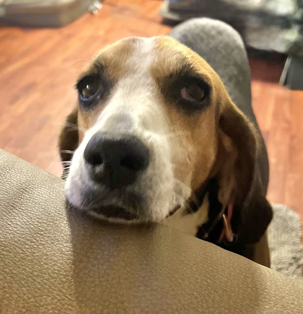 Photo of Macie, adoptable senior Coonhound in Johnston, Rhode Island