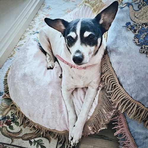 Photo of Jax (WA), adoptable senior Rat Terrier in Atlanta, Georgia