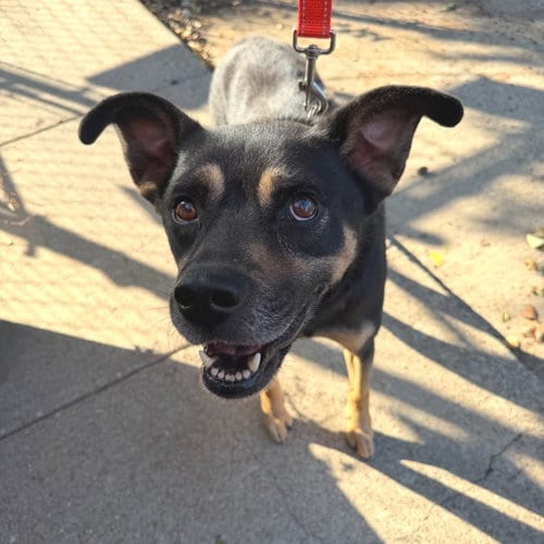Photo of Melo, adoptable senior Labrador Retriever in Dallas, Texas