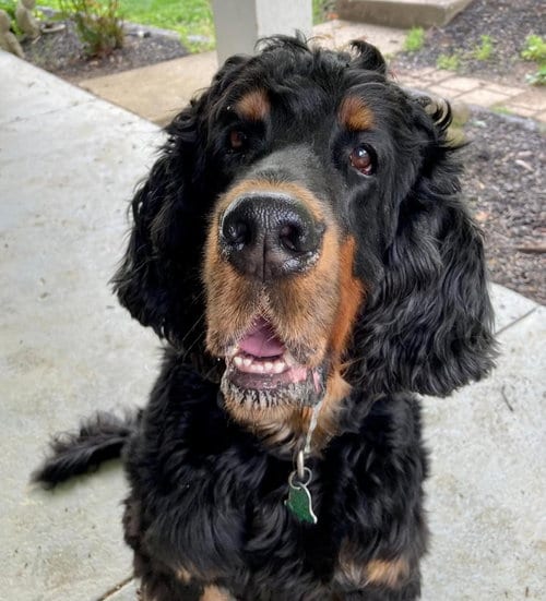 Photo of good time “Charlie”, adoptable senior Gordon Setter in Denton, Texas