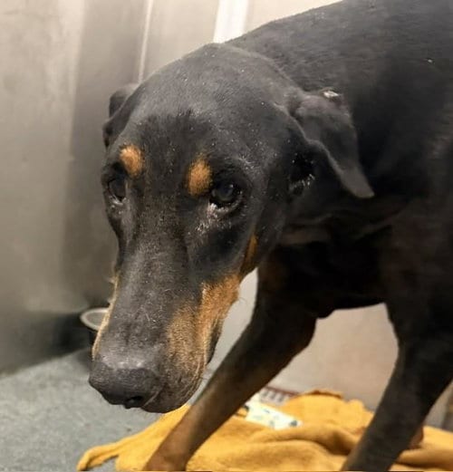 Photo of Paco, adoptable senior Doberman Pinscher in Dallas, Texas