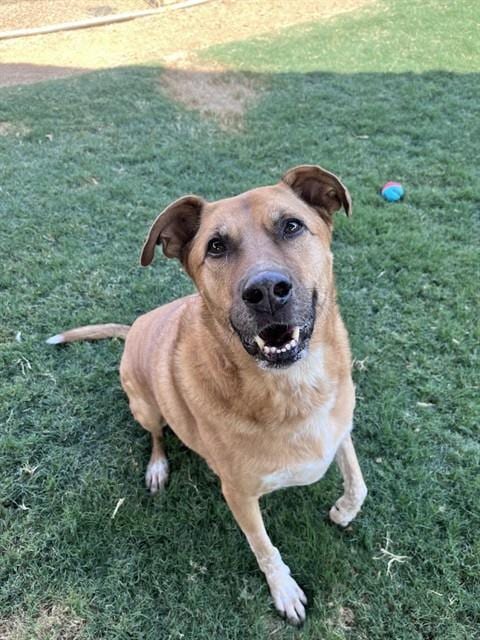 Photo of Benson, adoptable senior German Shepherd Dog in Plano, Texas