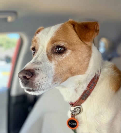 Photo of Bodi, adoptable senior Terrier in Sunnyvale, California