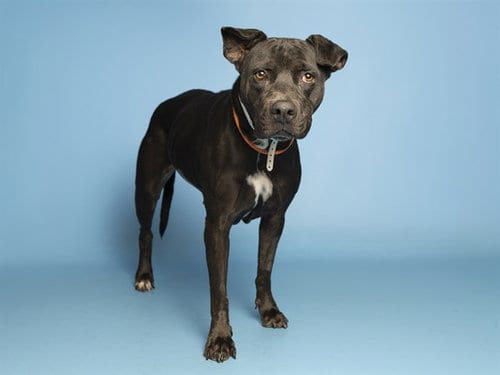 Photo of Rosarita, adoptable senior American Bulldog in Phoenix, Arizona