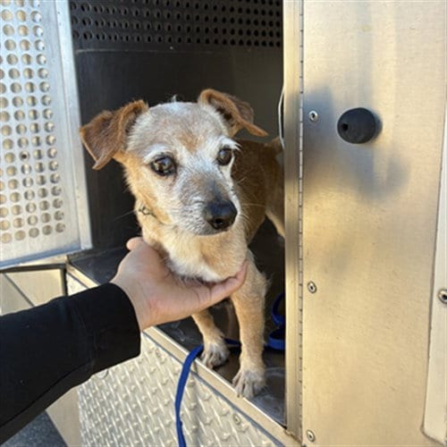 Photo of Mango, adoptable senior Chihuahua in Phoenix, Arizona