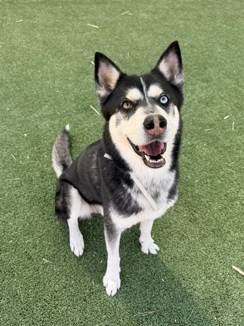 Photo of Loki, adoptable senior Siberian Husky in Castaic, California