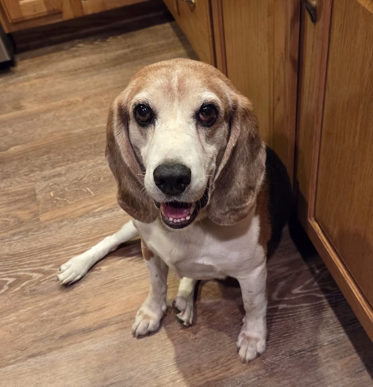 Photo of Bo, adoptable senior Beagle in Canton, Massachusetts