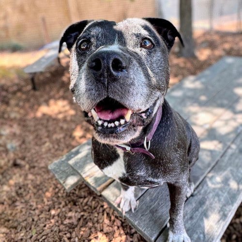 Photo of Shelly, adoptable senior Pit Bull Terrier in Petaluma, California