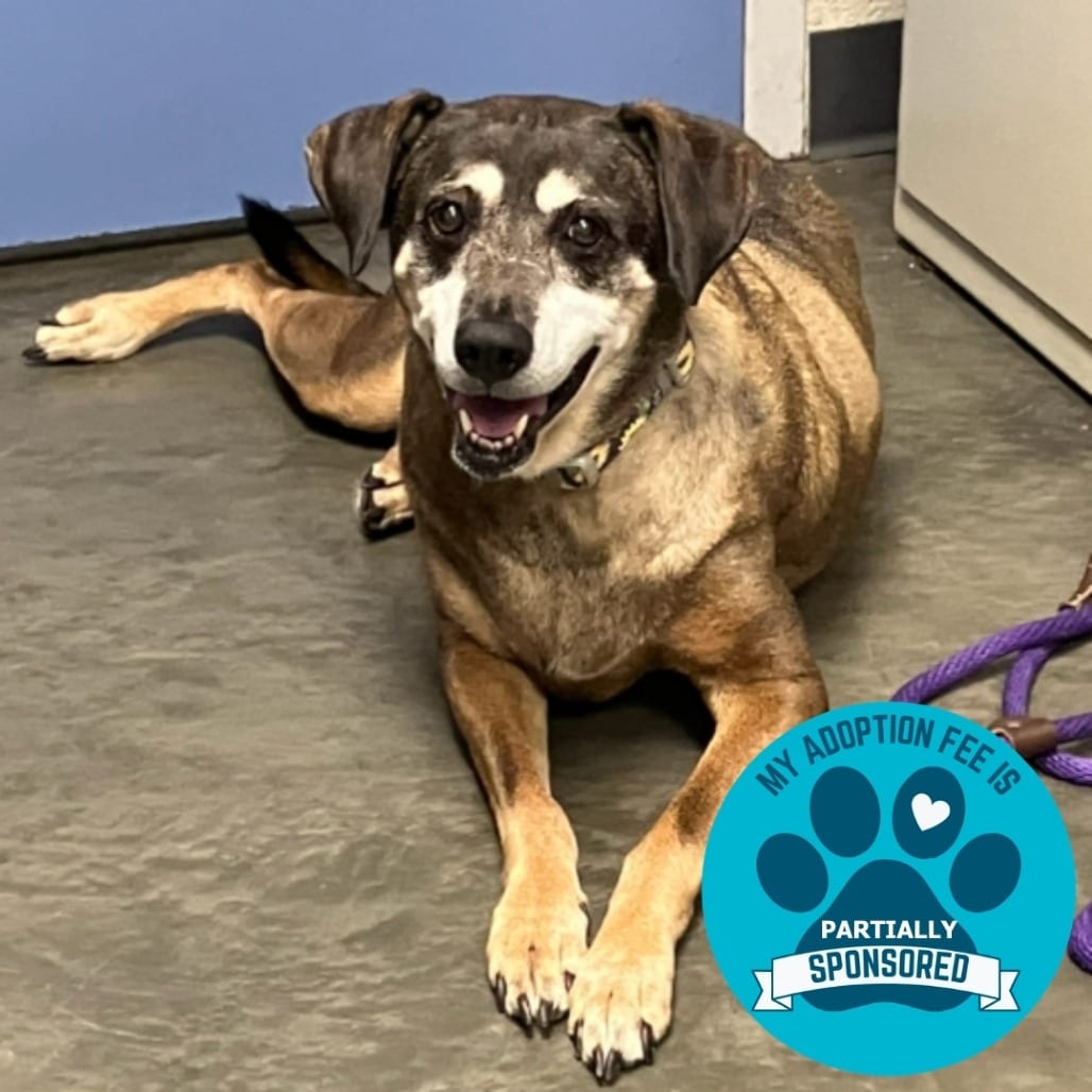 Photo of Daisy, adoptable senior Mixed Breed (Large) in DeKalb, Illinois