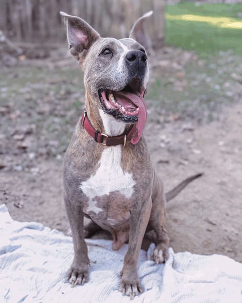 Taz, adoptable senior Great Dane in Munford, TN