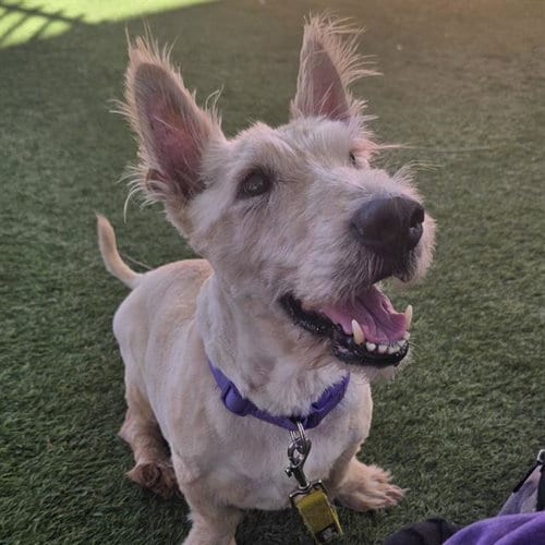 Photo of Rusty, adoptable senior Scottish Terrier Scottie in Las Vegas, Nevada