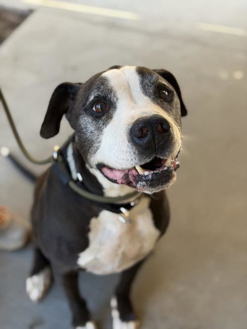 Photo of Joseph, adoptable senior Pit Bull Terrier in Santa Barbara, California
