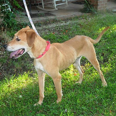 Photo of Sarge, adoptable senior Labrador Retriever in Lake Wylie, South Carolina