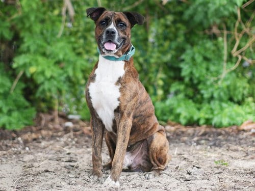 Photo of Nile, adoptable senior Plott Hound in Tavares, Florida