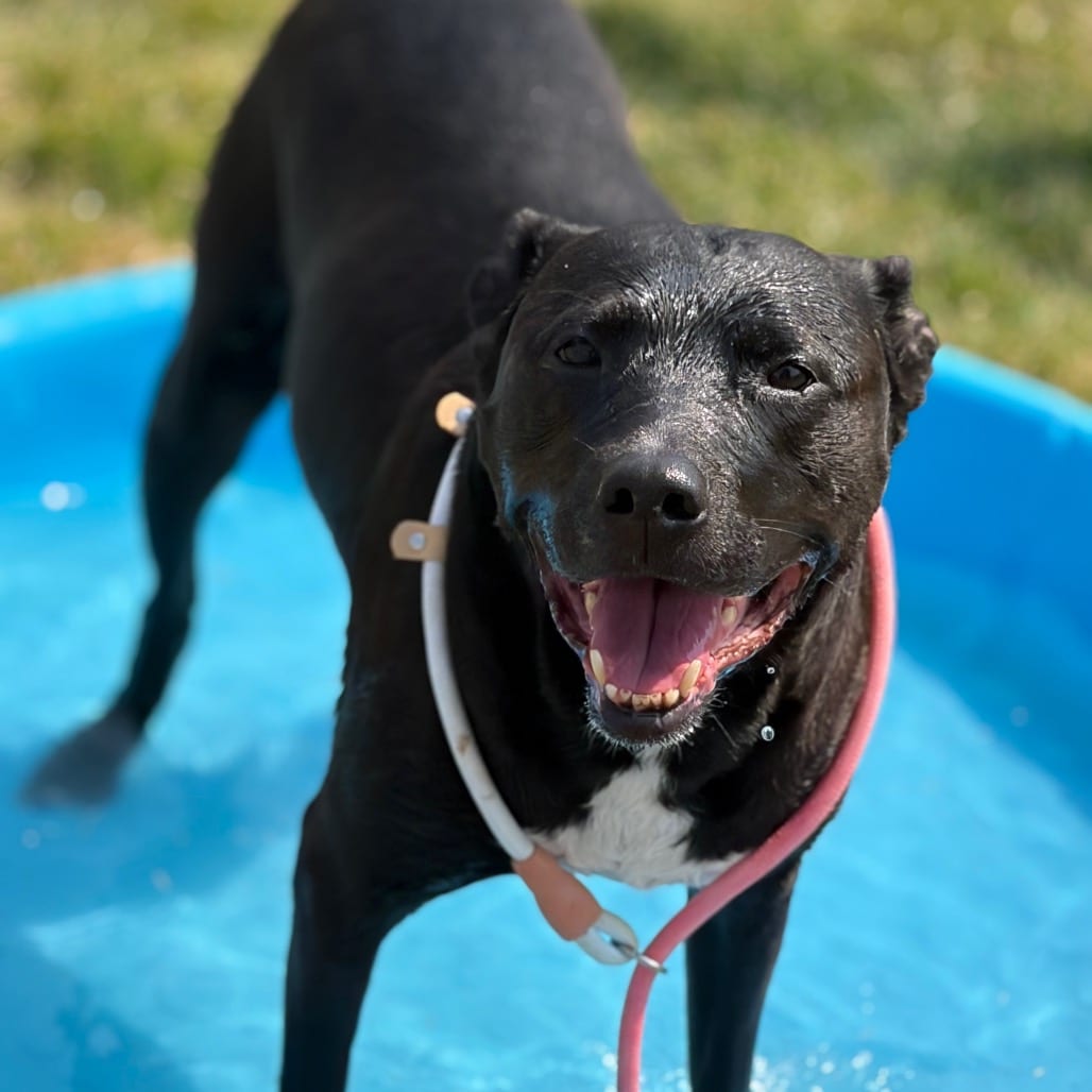 Photo of Penny, adoptable senior Retriever, Labrador / Terrier, Pit Bull in Hayden, Idaho