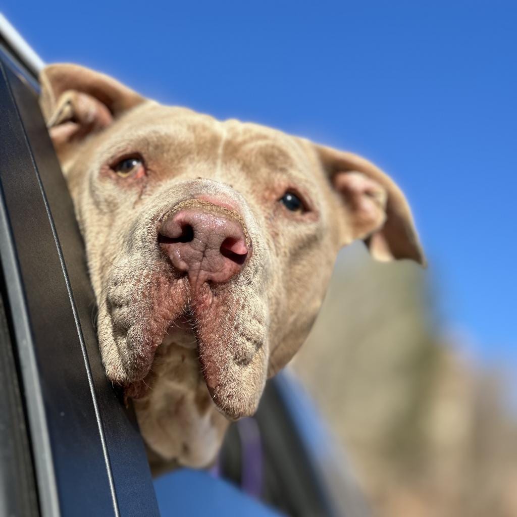 Photo of Lincoln, adoptable senior Terrier, American Pit Bull / Hound in Kanab, Utah